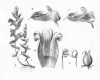 image of Gratiola officinalis