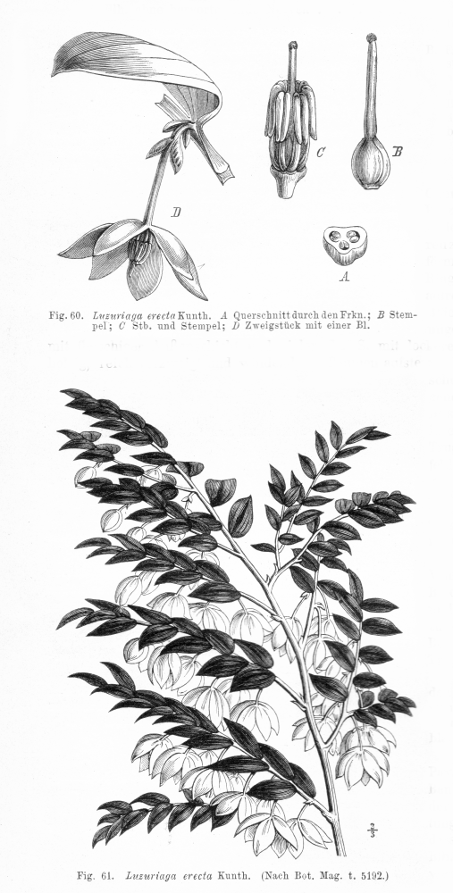 Luzuriagaceae Luzuriaga erecta