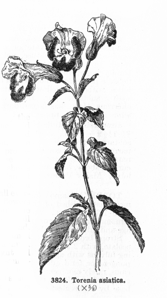 Linderniaceae Torenia asiatica