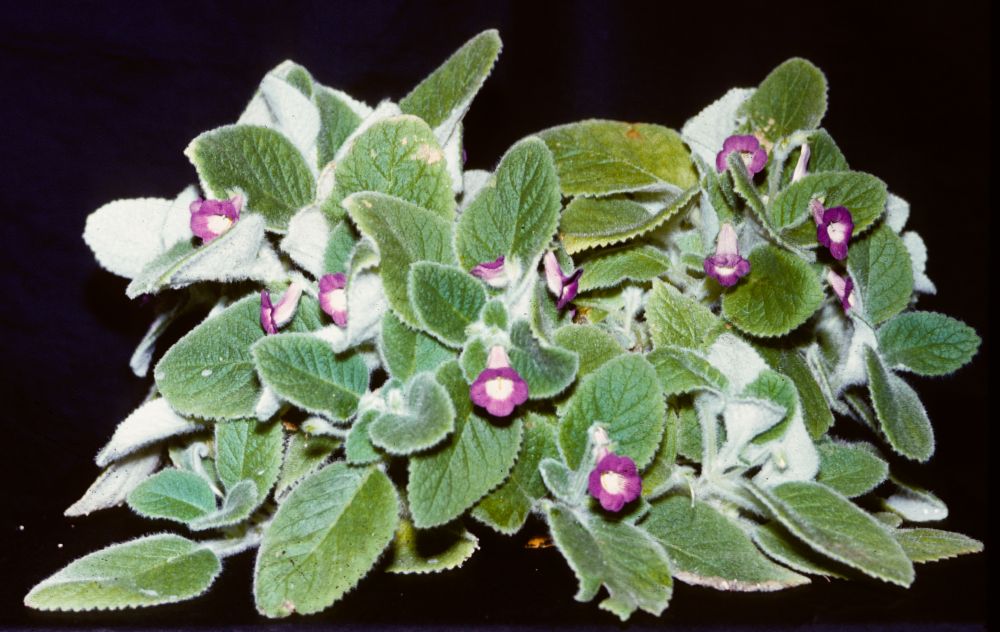 Gesneriaceae Achimenes bella