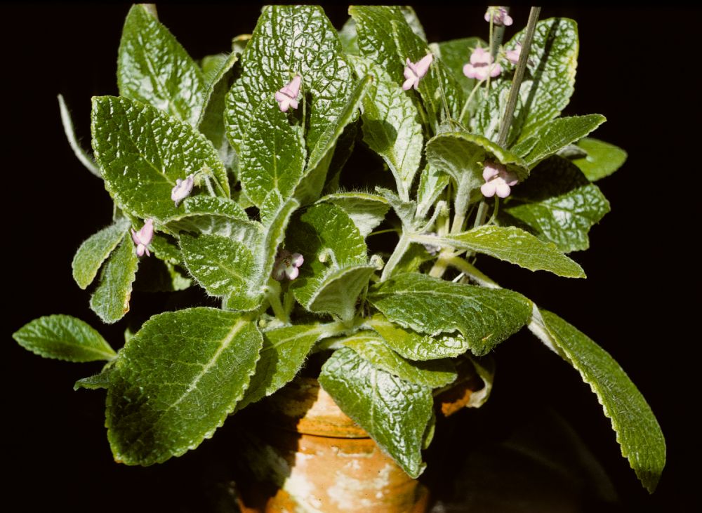 Gesneriaceae Achimenes andrieuxii