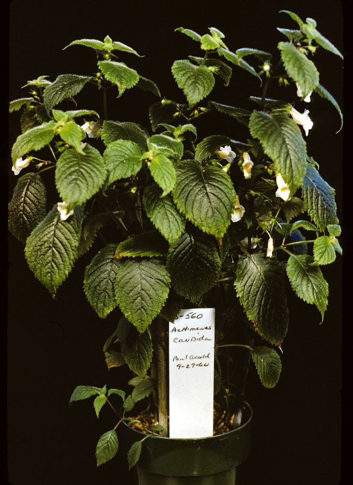 Gesneriaceae Achimenes candida