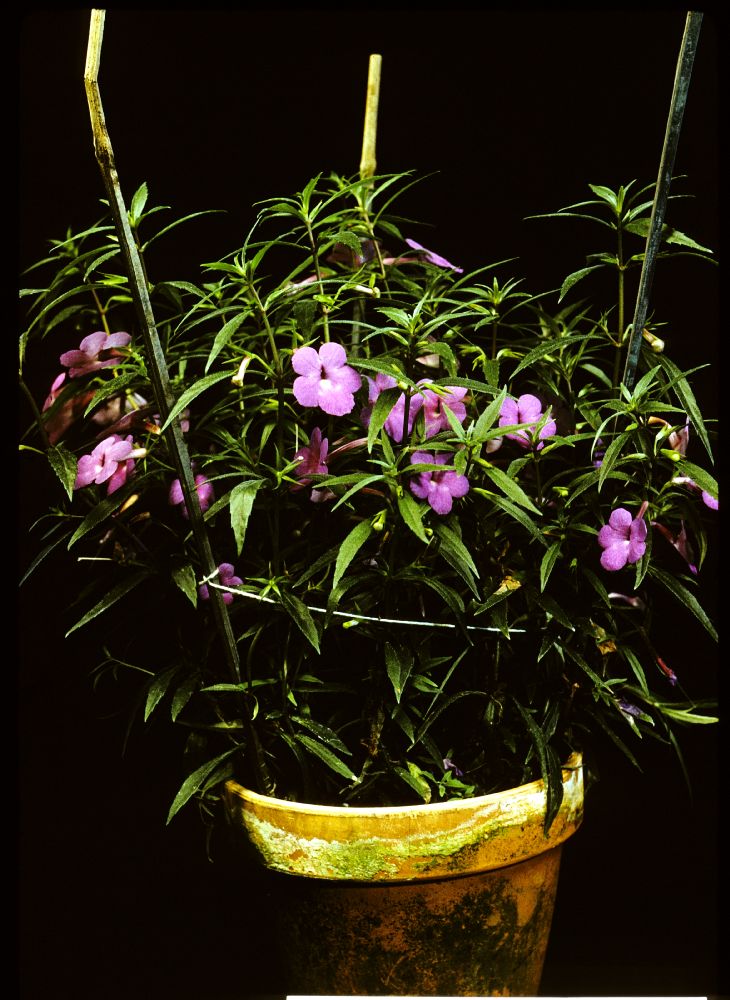 Gesneriaceae Achimenes cettoana