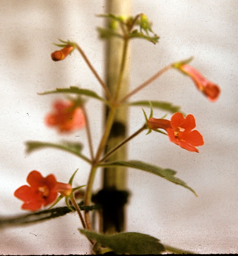 Gesneriaceae Achimenes coccinea