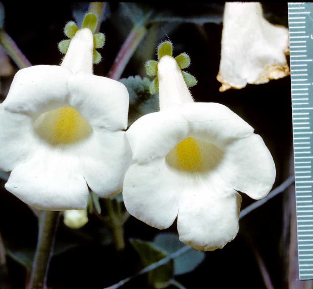 Gesneriaceae Achimenes dulcis