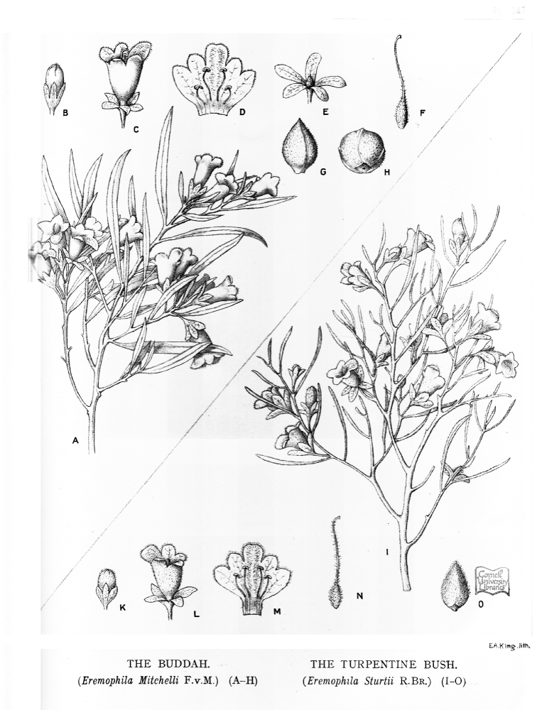 Scrophulariaceae Eremophila sturtii