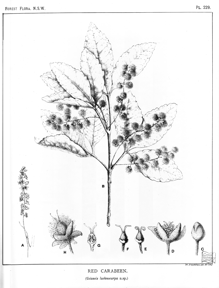 Cunoniaceae Geissois lachnocarpa