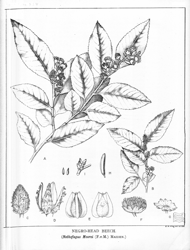 Nothofagaceae Nothofagus moorei