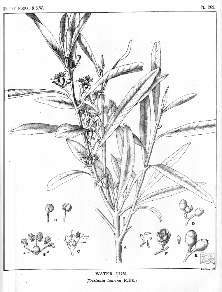 Myrtaceae Tristania laurina