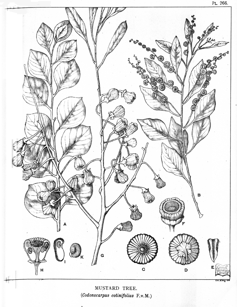 Gyrostemonaceae Codonocarpus cotinifolius