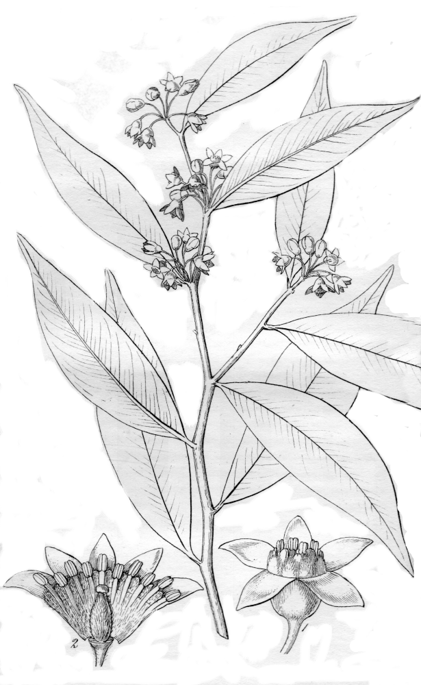 Thymelaeaceae Aquilaria agallocha