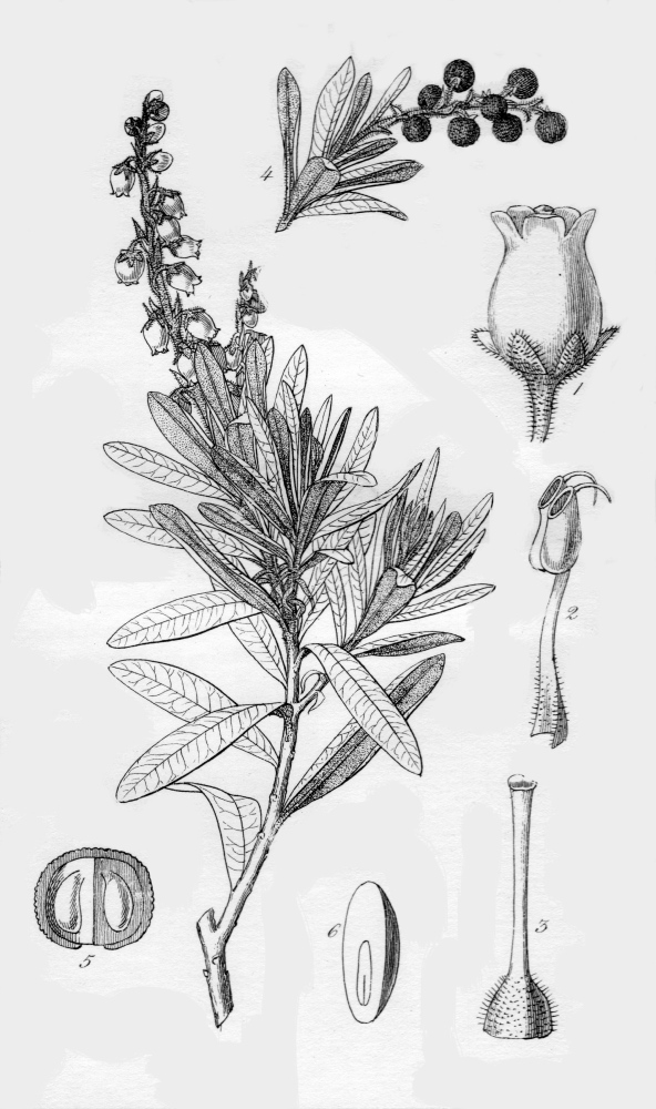 Ericaceae Arbutus xalapensis