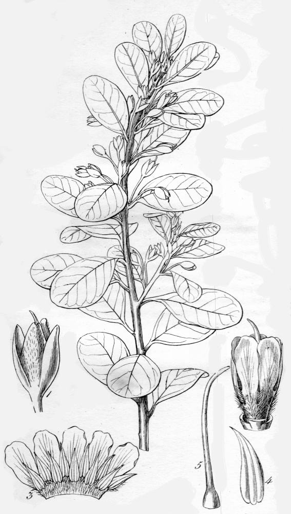 Amaranthaceae Bassia microphylla