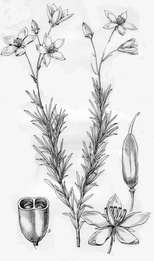 Pittosporaceae Cheiranthera linearis