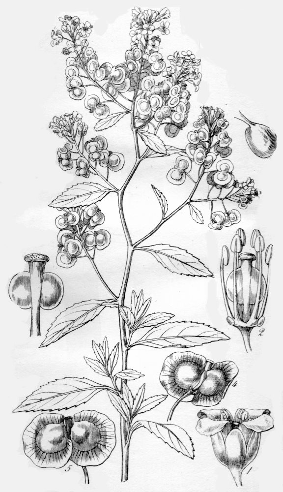 Brassicaceae Cremolobus peruvianus