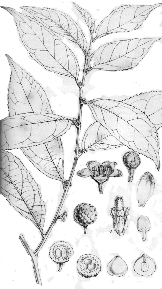 Pandaceae Microdesmis puberula