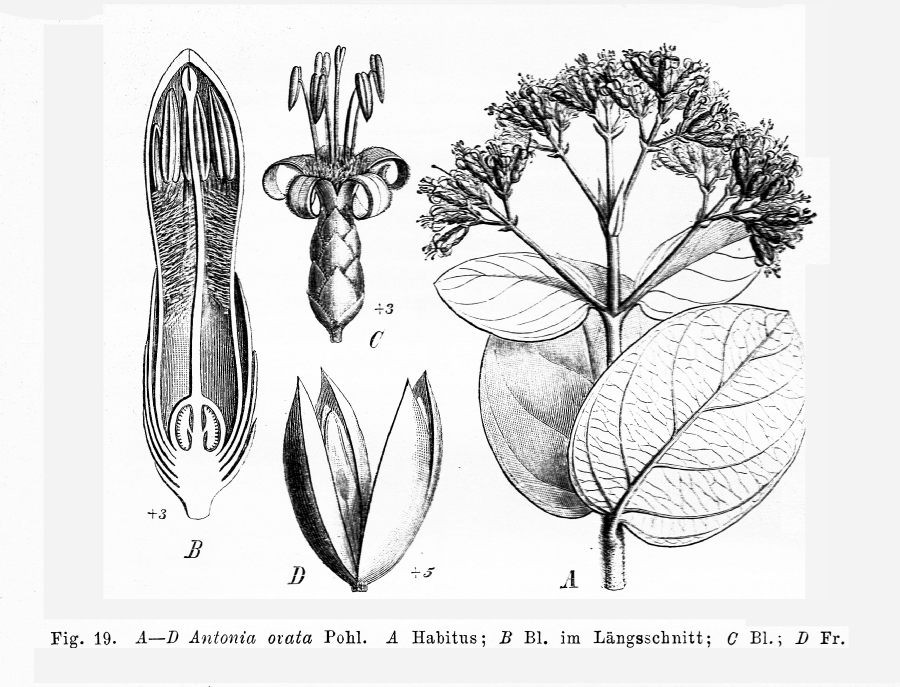 Loganiaceae Antonia ovata