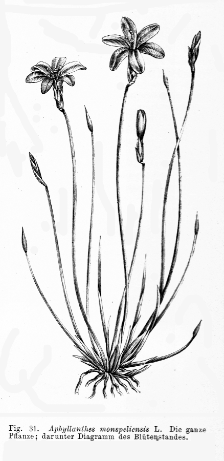 Aphyllanthaceae Aphyllanthes monspeliensis