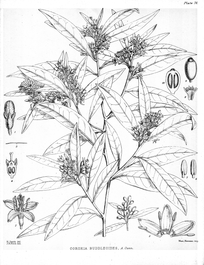 Argophyllaceae Corokia buddleioides