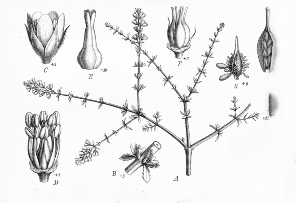 Elatinaceae Bergia suffruticosa