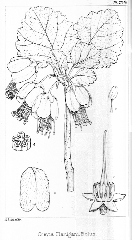 Greyiaceae Greyia flanigani