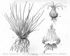image of Isoetes duriei
