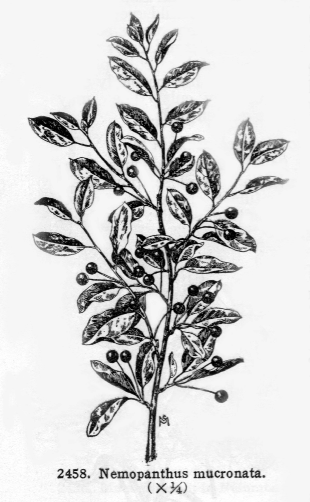 Aquifoliaceae Ilex mucronata