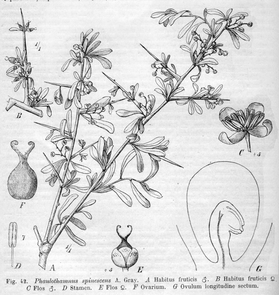 Achatocarpaceae Phaulothamnus spinescens