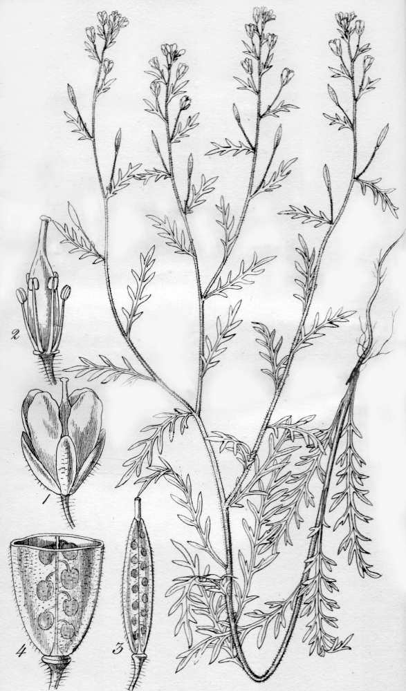Brassicaceae Tropidocarpum scabriusculum