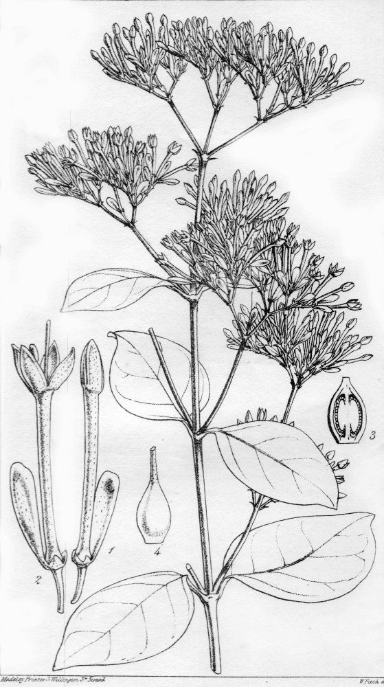 Loganiaceae Usteria guianensis