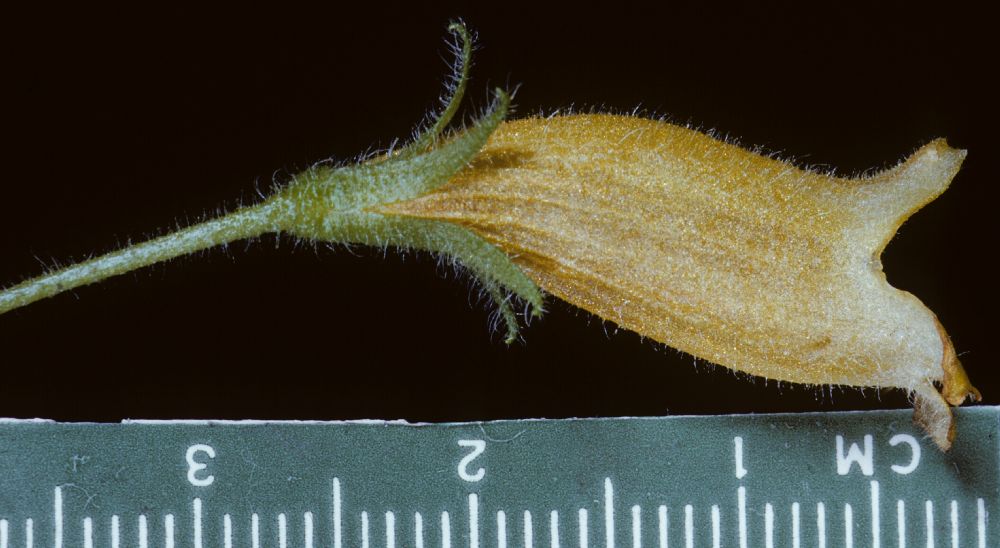 Gesneriaceae Briggsia musciocola