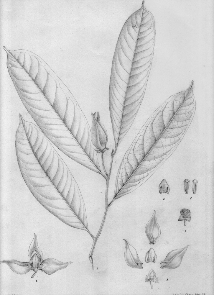 Annonaceae Goniothalamus peduncularis