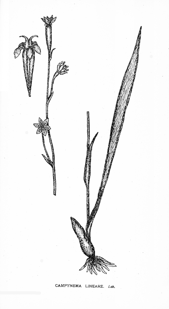 Campynemataceae Campynema lineare