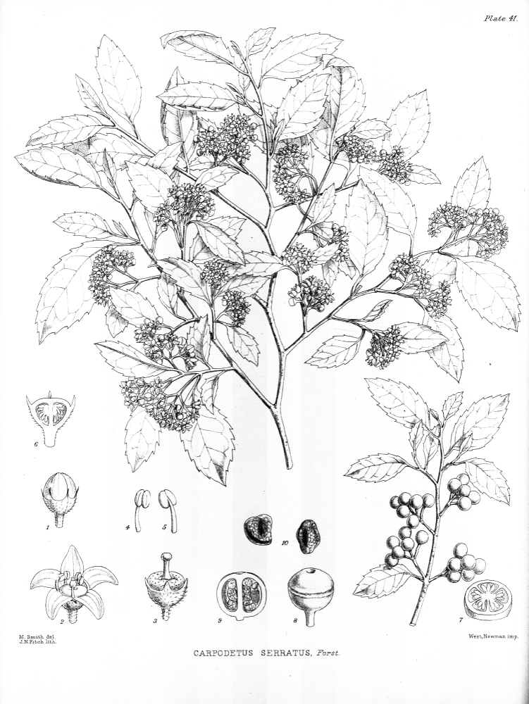 Rousseaceae Carpodetus serratus