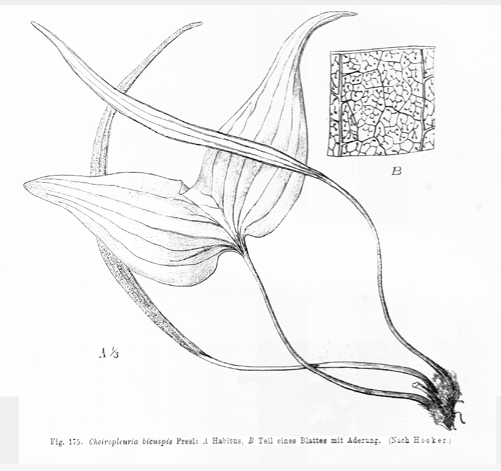 Dipteridaceae Cheiropleuria bicuspis