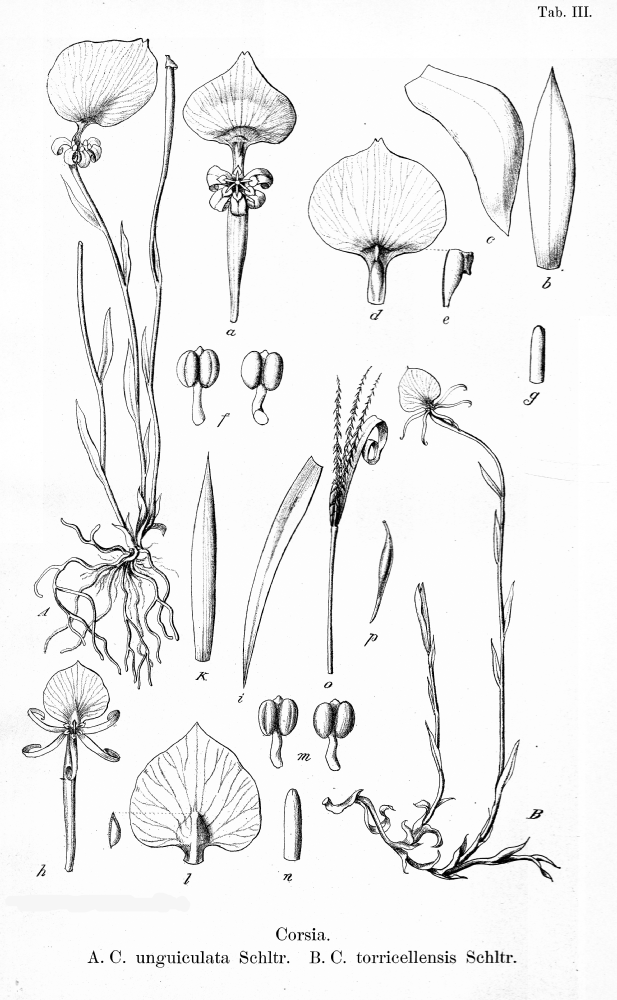 Corsiaceae Corsia unguiculata