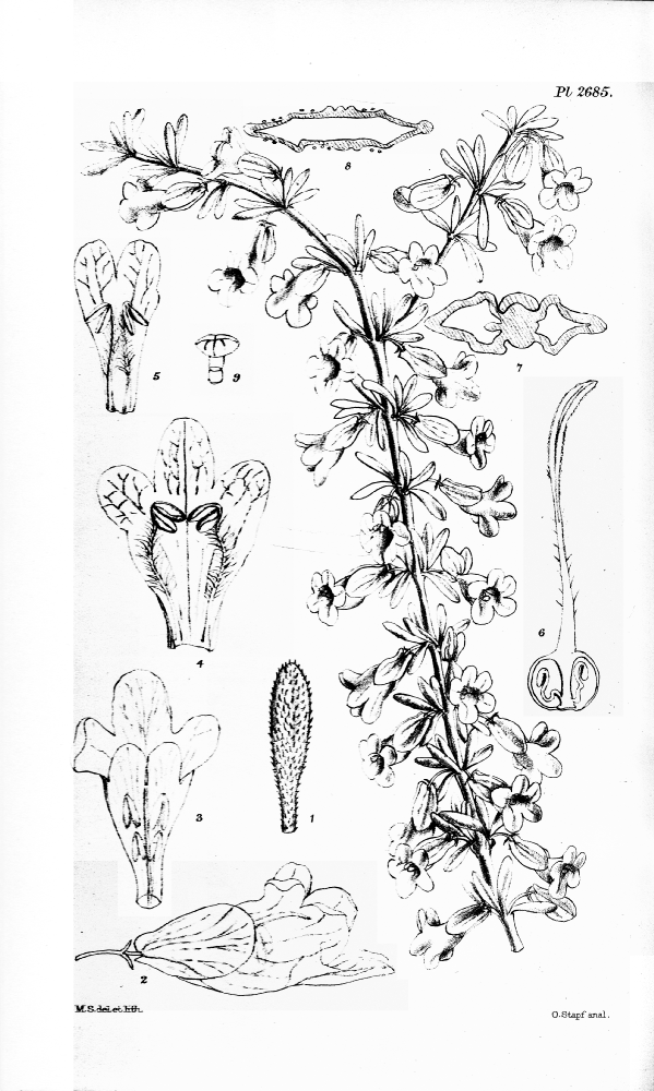 Cyclocheilaceae Cyclocheilon minutibracteolatum