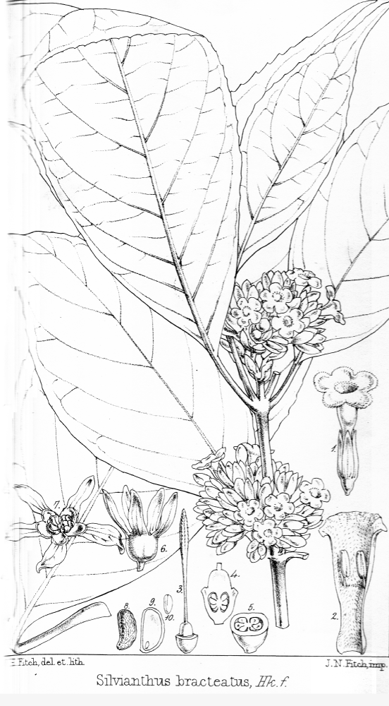 Carlemanniaceae Silvianthus bracteatus