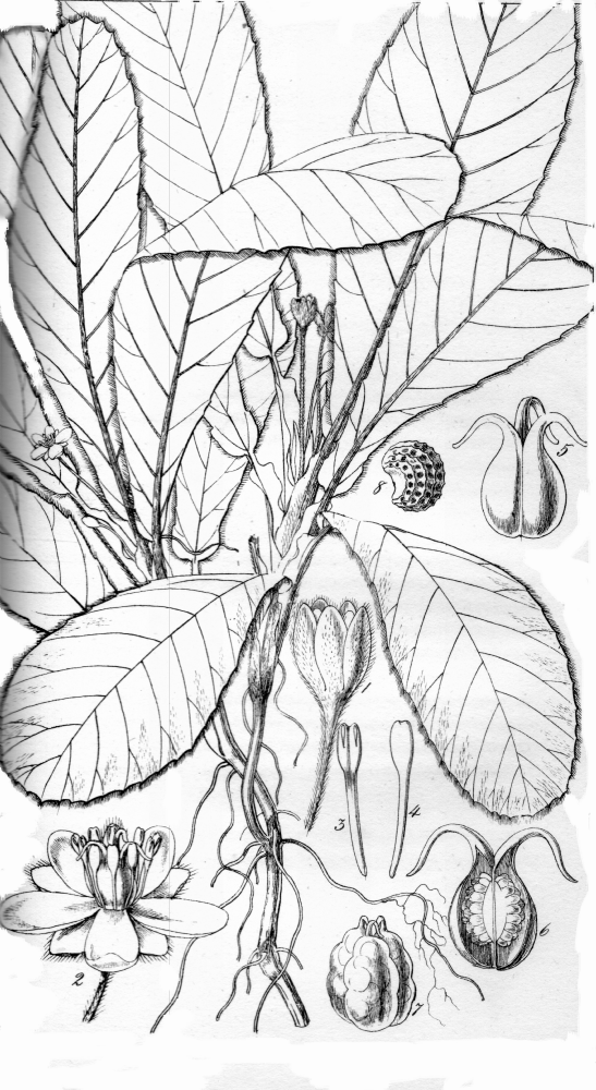 Dilleniaceae Acrotrema uniflorum