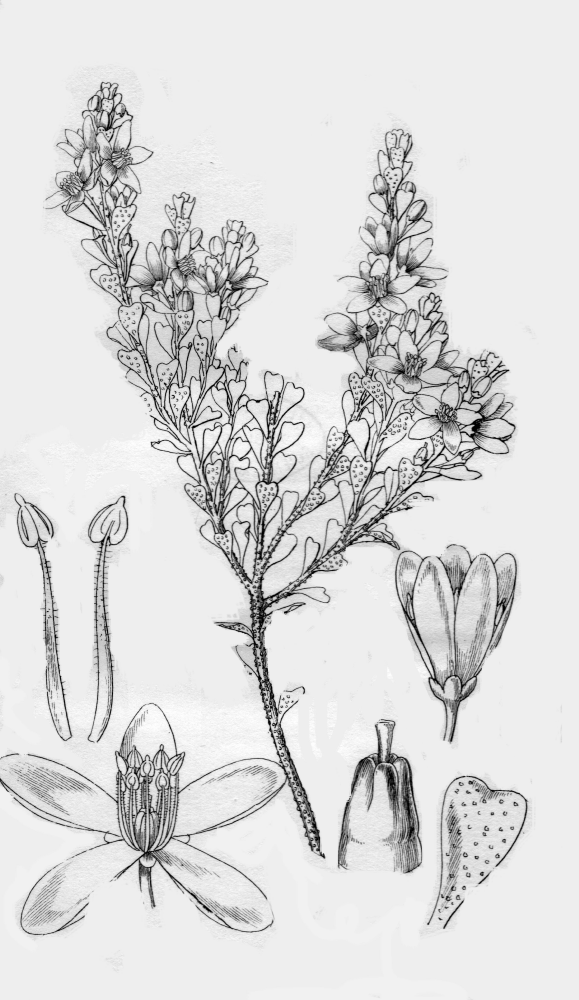 Rutaceae Eriostemon obcordatum