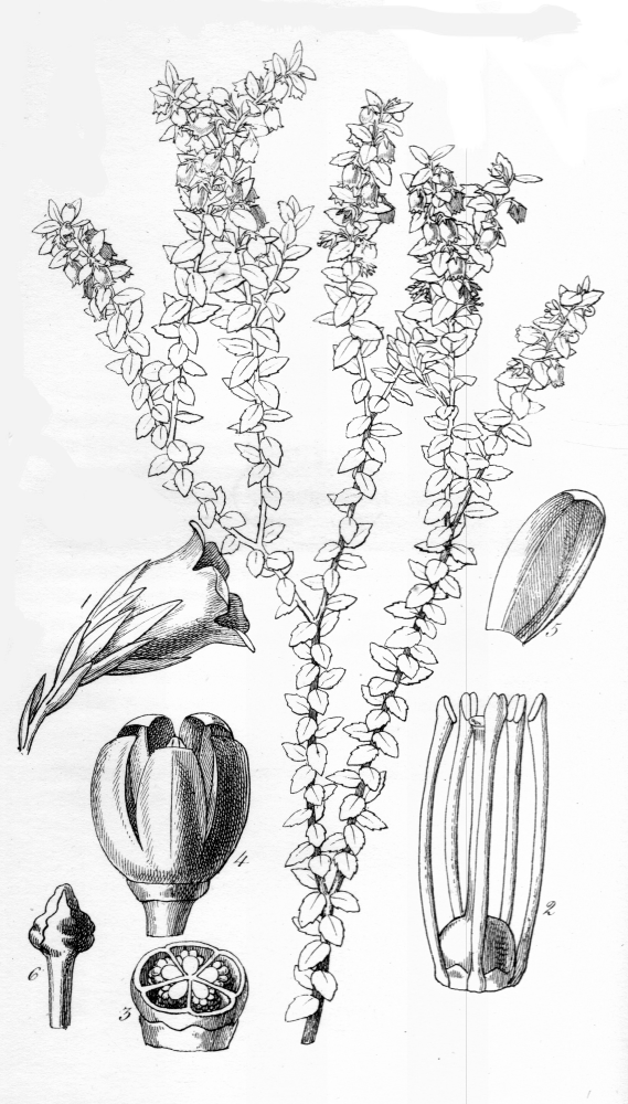 Ericaceae Prionotes americana