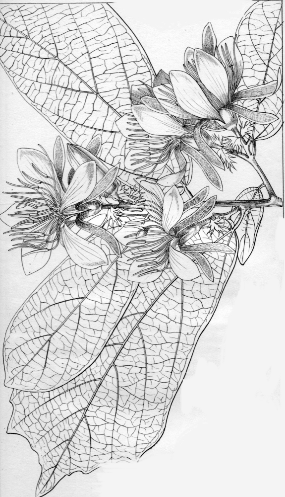 Dombeyaceae Pterospermum reticulatum