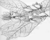 image of Pterospermum reticulatum
