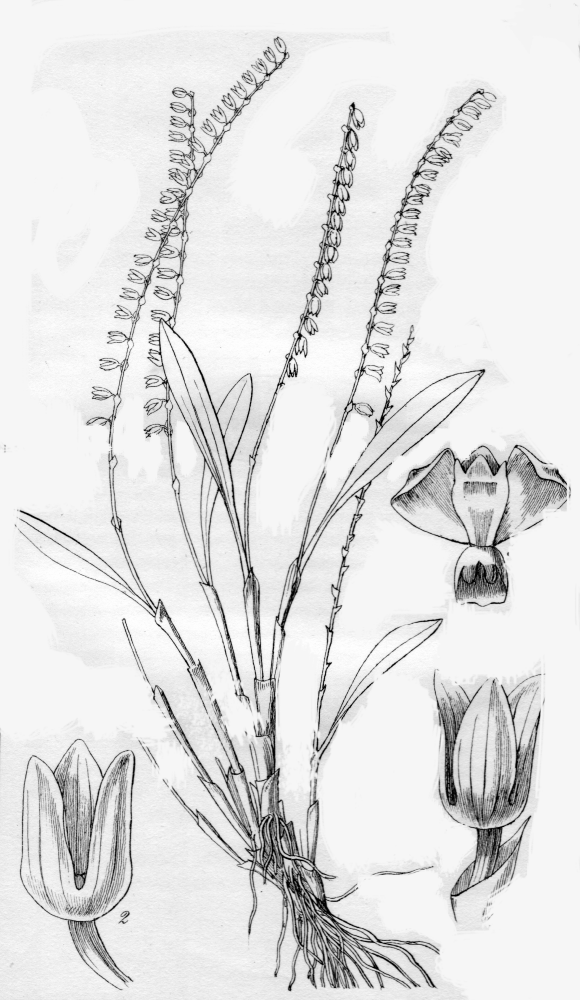Orchidaceae Stelis lamellata