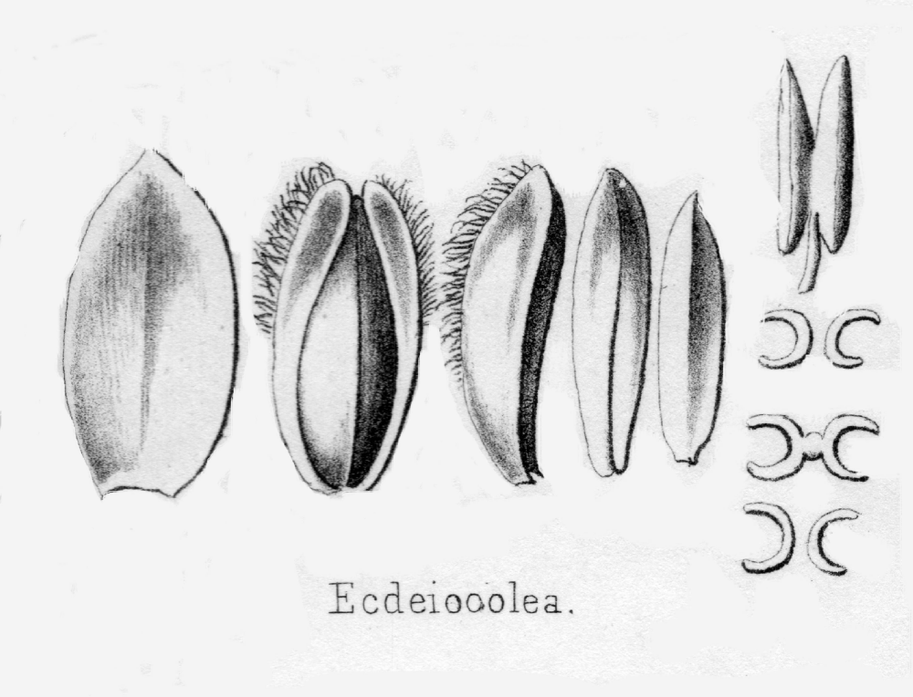 Ecdeiocoleaceae Ecdeiocolea monostachya