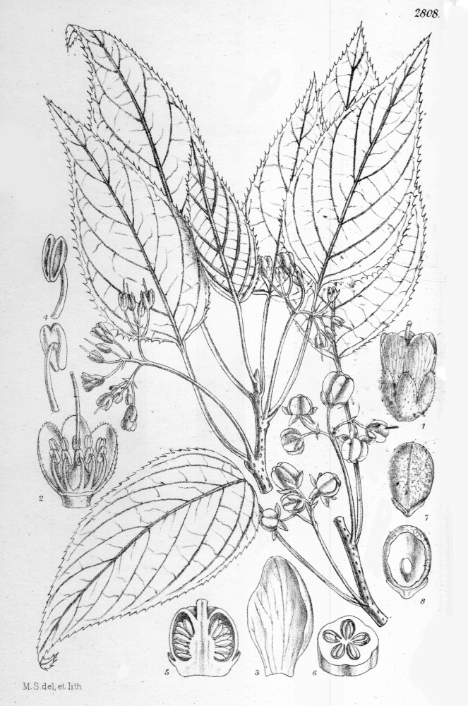 Actinidiaceae Clematoclethra hemsleyi
