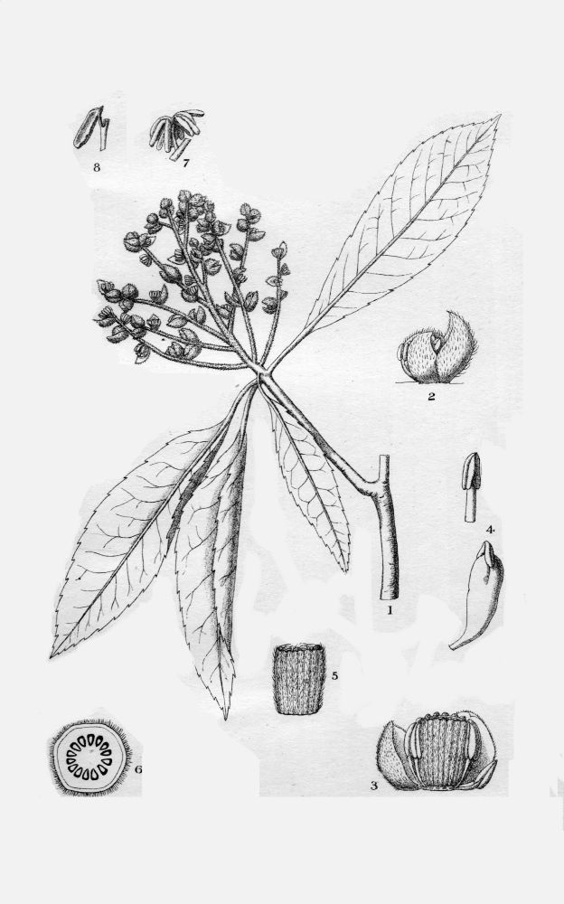 Paracryphiaceae Paracryphia suaveolens