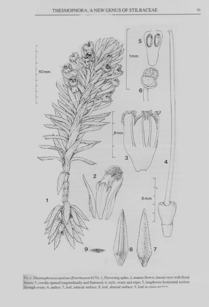 Stilbaceae Thesmophora scopulosa
