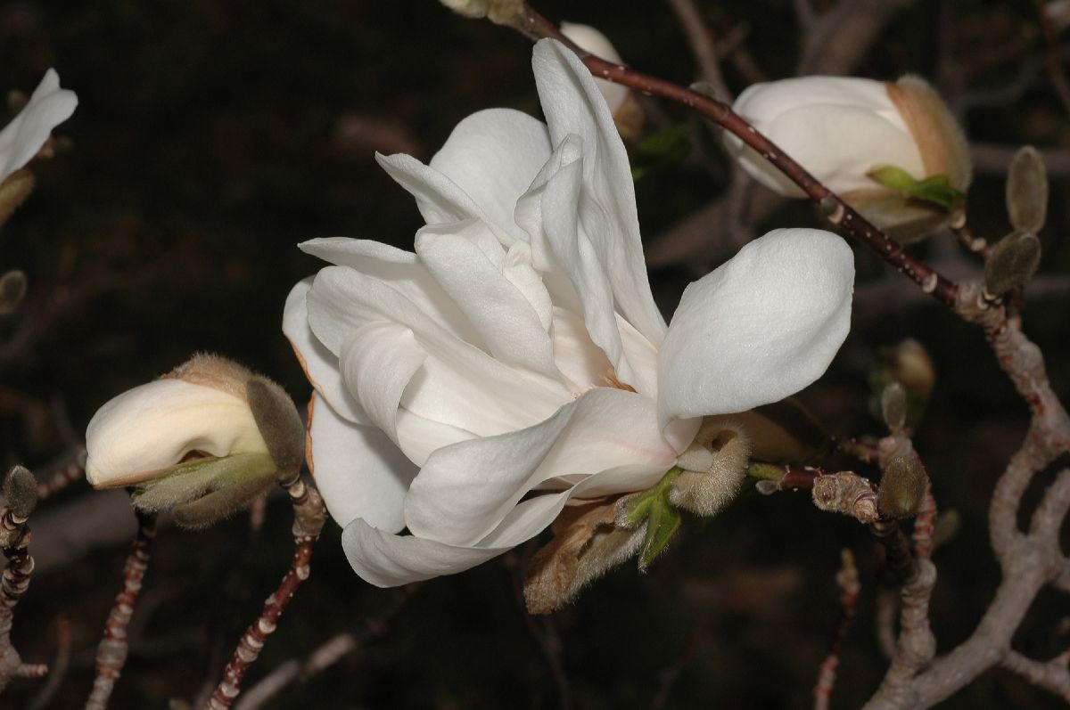 Magnoliaceae Magnolia loebneri