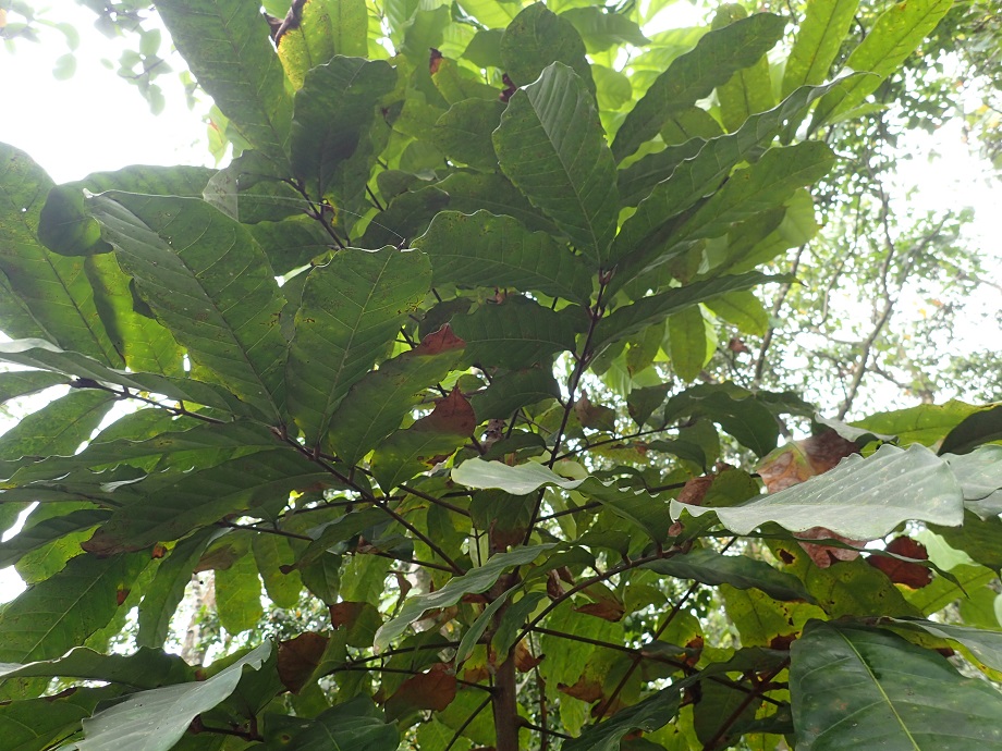 Meliaceae Carapa procera